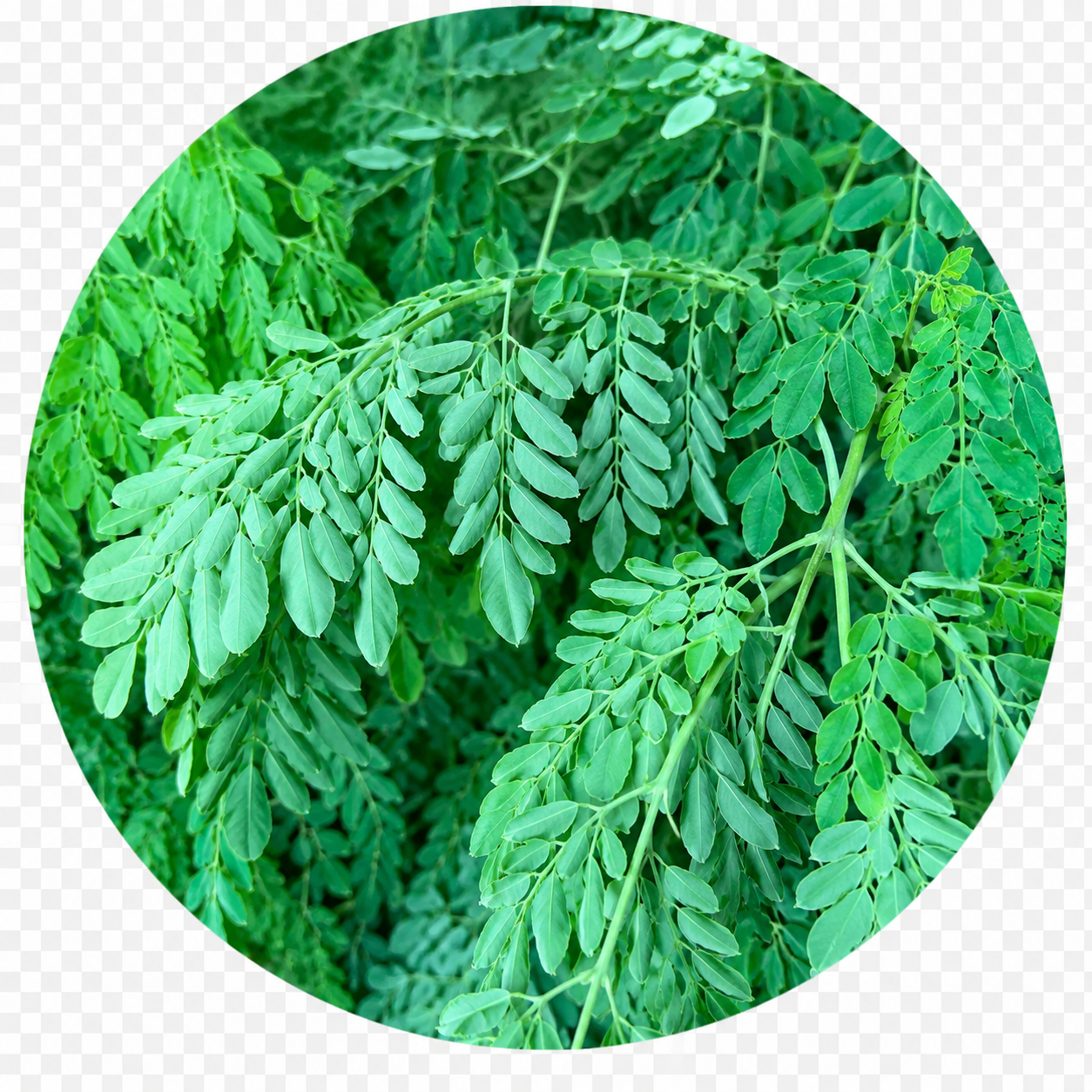 Moringa Oleifera